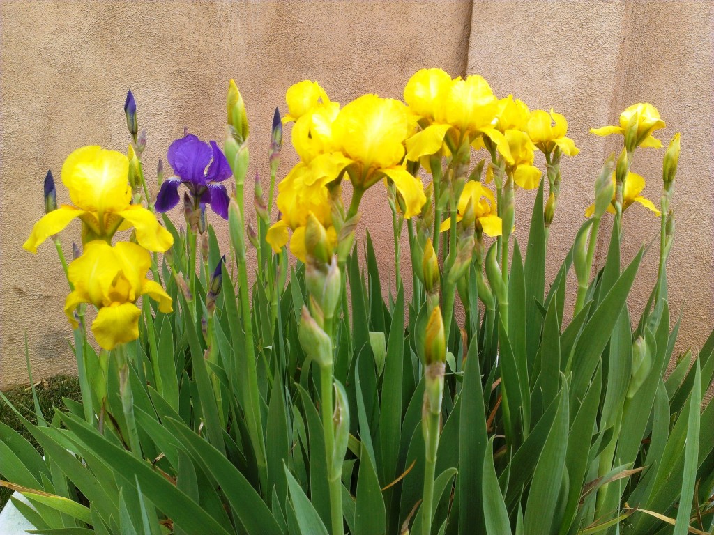 Irises -- Spring Cleaning Outdoors