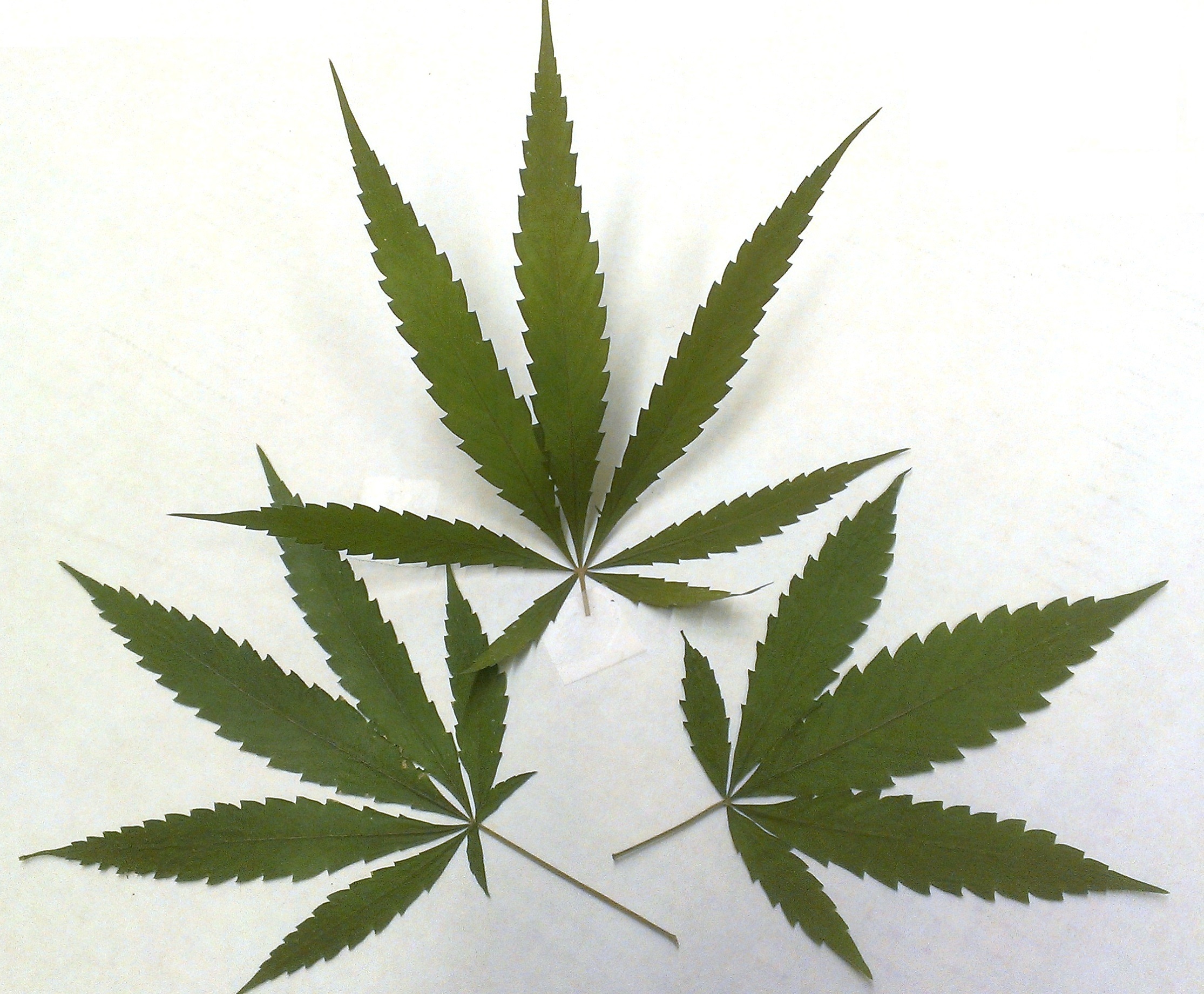 pot leaves Organized for Life and Beyond